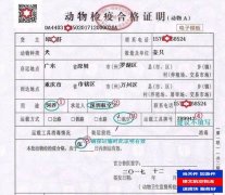 飛機空運寵物多少錢？寵物托運怎么辦理？