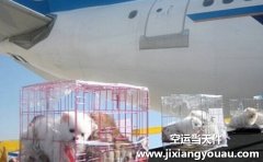 上海寵物托運：上海寵物托運公司哪家好？要多少錢？